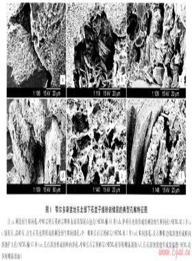 鄂尔多斯盆地东北部下石盒子组致密砂岩储层特征及主控因素